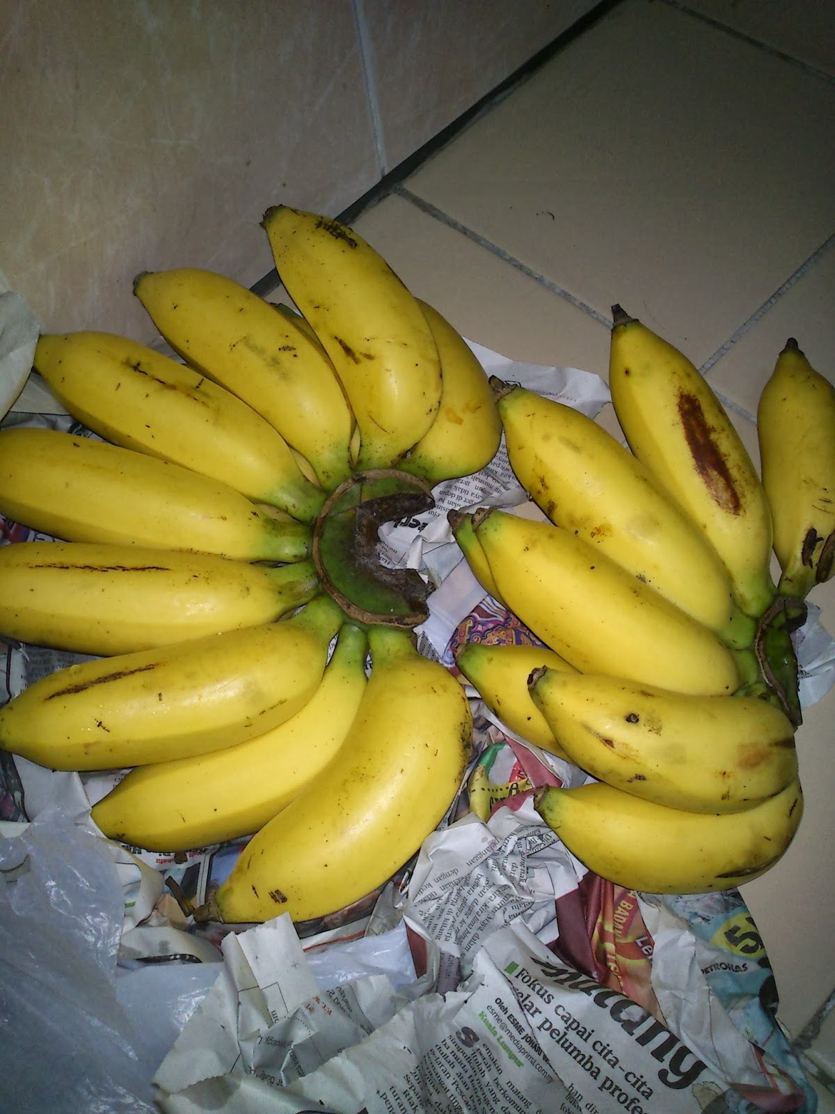 Pisang Lilin