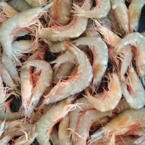Udang Swallo